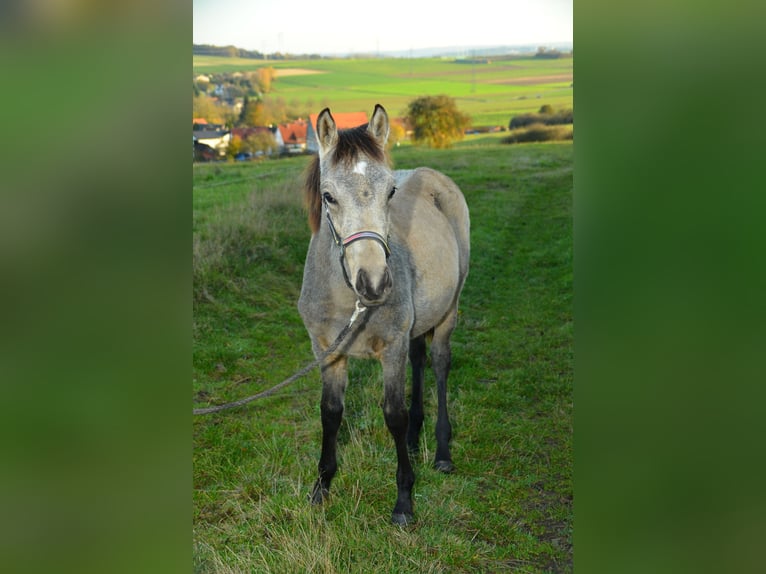 Deutsches Reitpony Hengst 1 Jahr Buckskin in Alsfeld