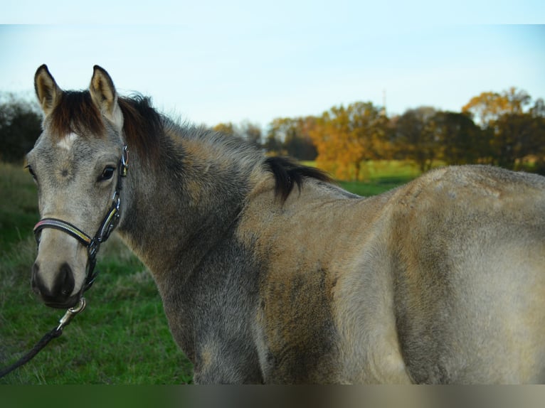 Deutsches Reitpony Hengst 1 Jahr Buckskin in Alsfeld