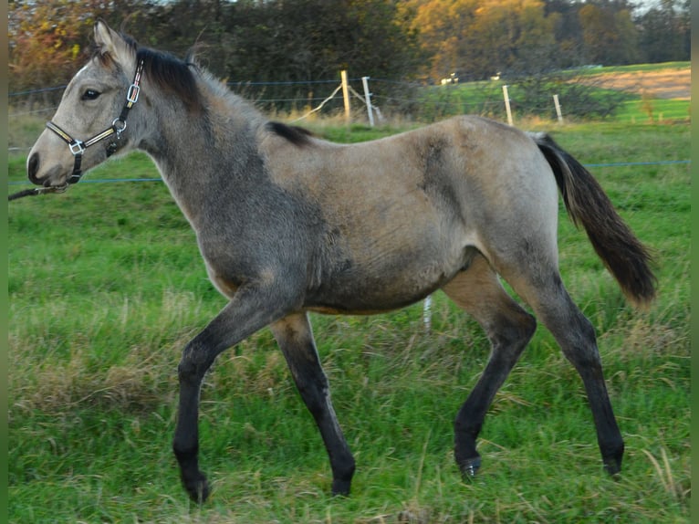 Deutsches Reitpony Hengst 1 Jahr Buckskin in Alsfeld