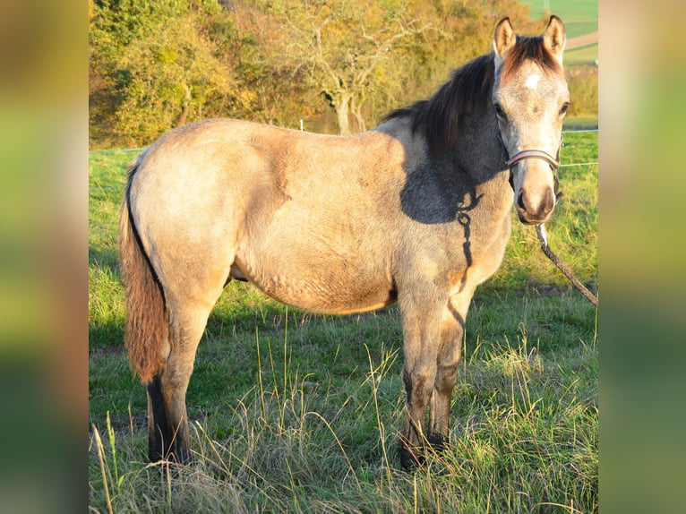 Deutsches Reitpony Hengst 1 Jahr Buckskin in Alsfeld