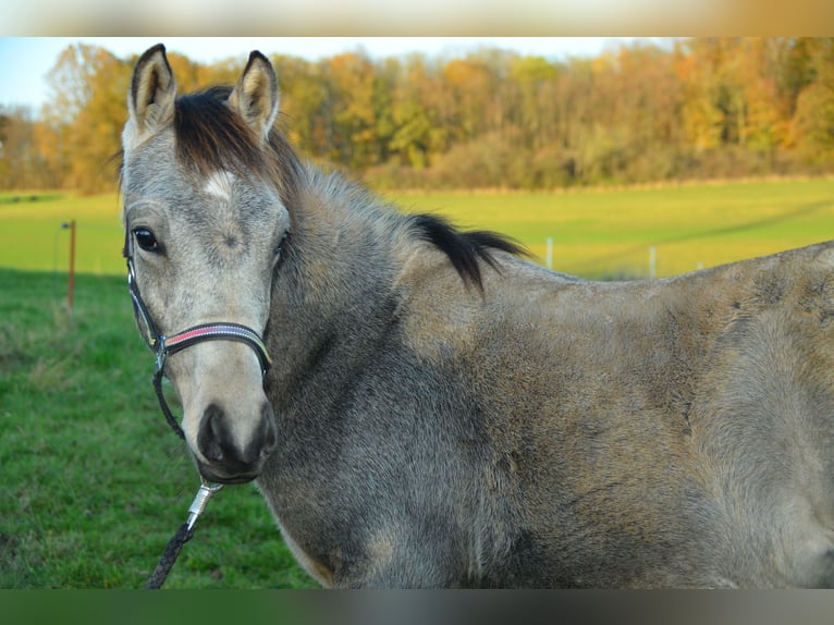 Deutsches Reitpony Hengst 1 Jahr Buckskin in Alsfeld