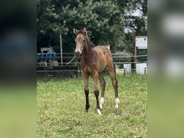 Deutsches Reitpony Hengst 1 Jahr Buckskin in Rommerskirchen