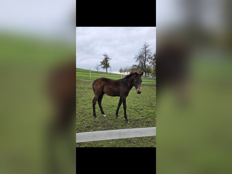 Deutsches Reitpony Hengst 1 Jahr Buckskin in Diersbach