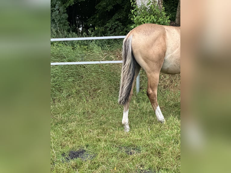 Deutsches Reitpony Hengst 1 Jahr Buckskin in Hochdonn
