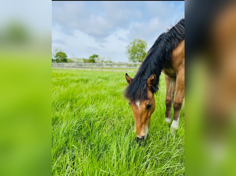 Deutsches Reitpony Hengst 1 Jahr Buckskin in Hochdonn