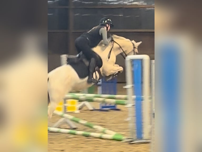 Deutsches Reitpony Hengst 1 Jahr Buckskin in Hochdonn