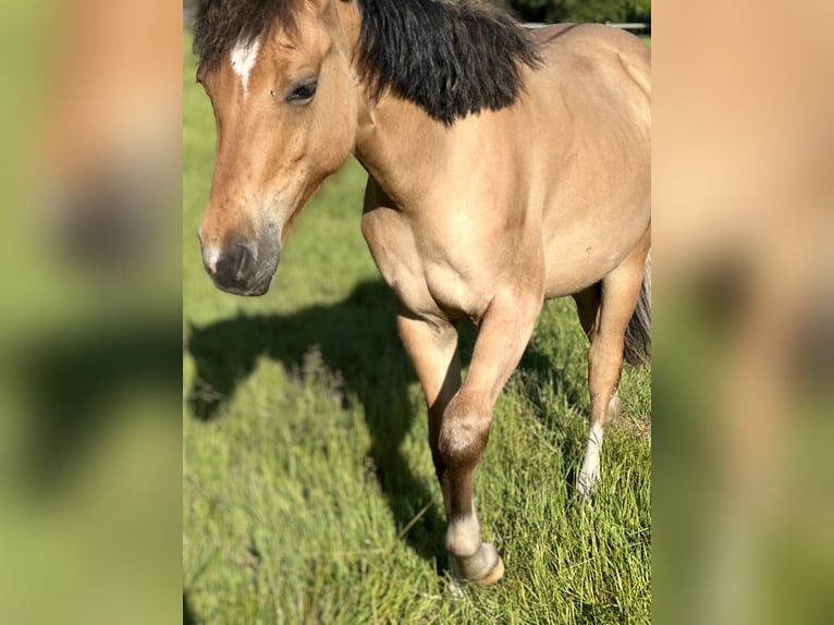 Deutsches Reitpony Hengst 1 Jahr Buckskin in Hochdonn