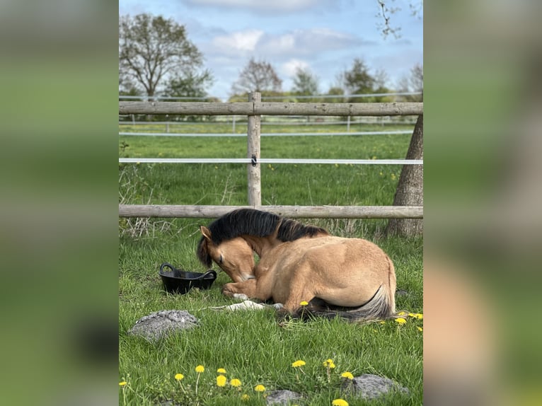 Deutsches Reitpony Hengst 1 Jahr Buckskin in Hochdonn