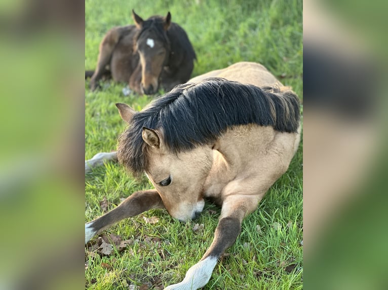 Deutsches Reitpony Hengst 1 Jahr Buckskin in Hochdonn