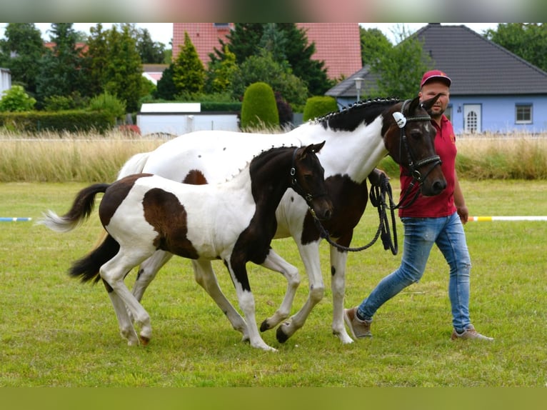 Deutsches Reitpony Hengst 1 Jahr Buckskin in Oschersleben