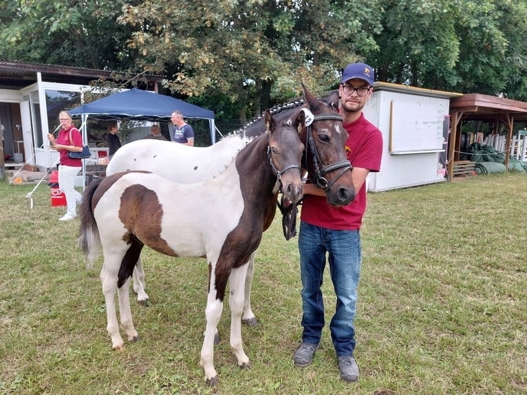 Deutsches Reitpony Hengst 1 Jahr Buckskin in Oschersleben