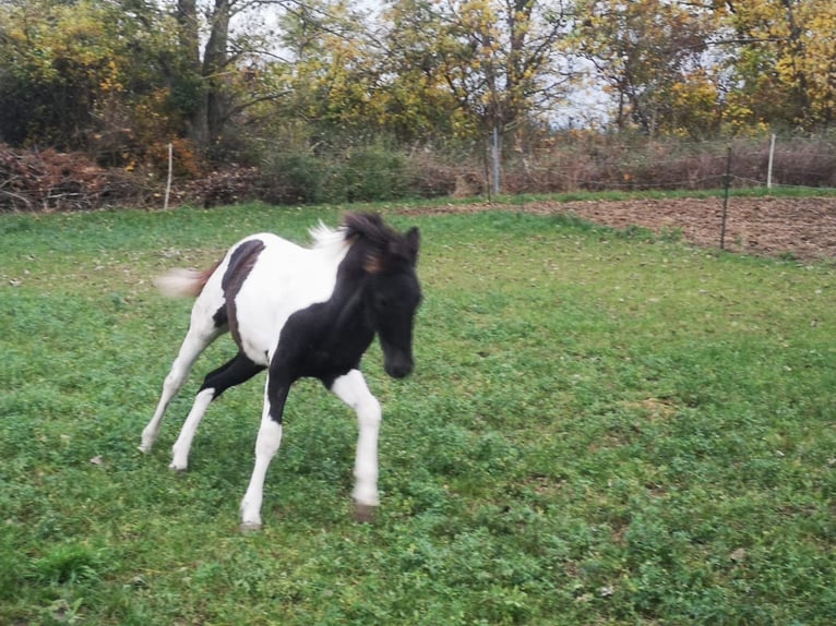 Deutsches Reitpony Hengst 1 Jahr Buckskin in Oschersleben