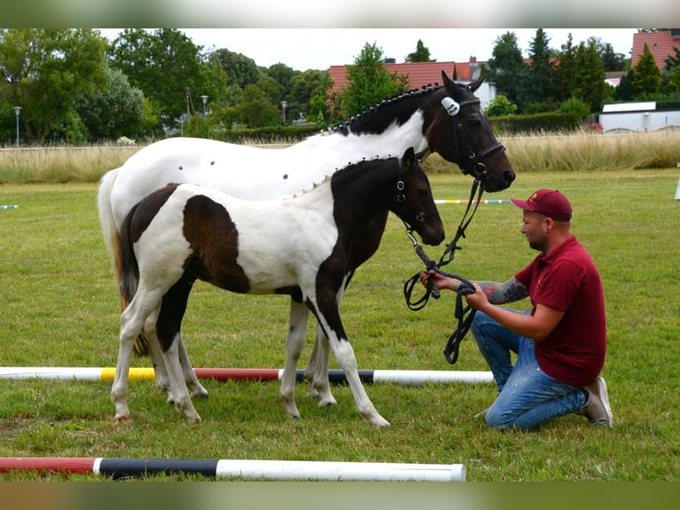 Deutsches Reitpony Hengst 1 Jahr Buckskin in Oschersleben