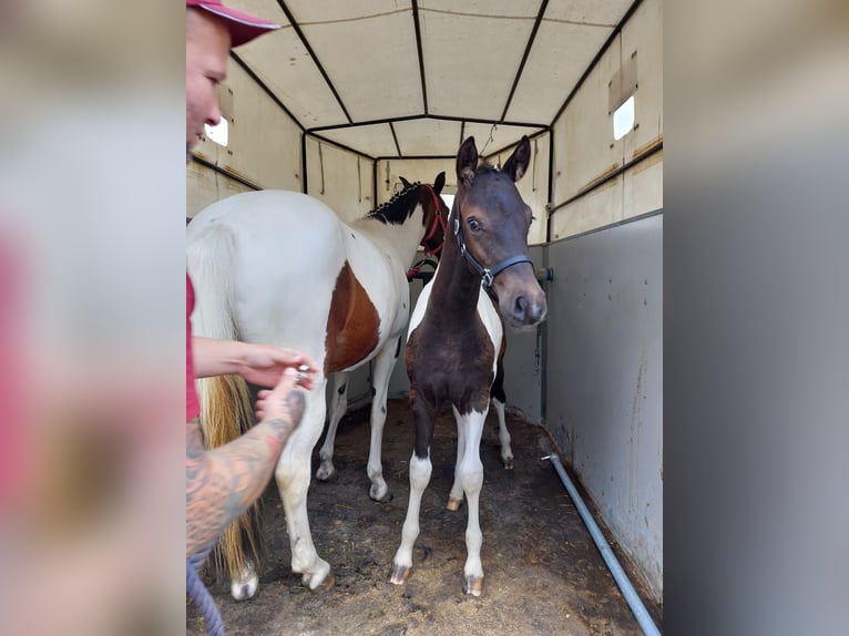 Deutsches Reitpony Hengst 1 Jahr Buckskin in Oschersleben