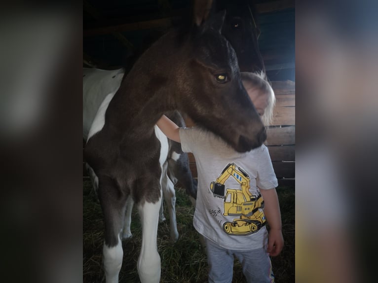 Deutsches Reitpony Hengst 1 Jahr Buckskin in Oschersleben