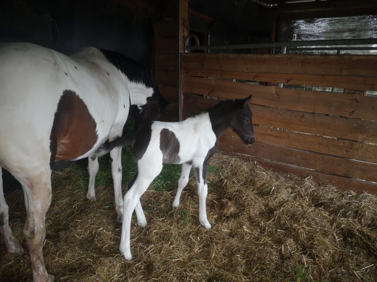 Deutsches Reitpony Hengst 1 Jahr Buckskin in Oschersleben