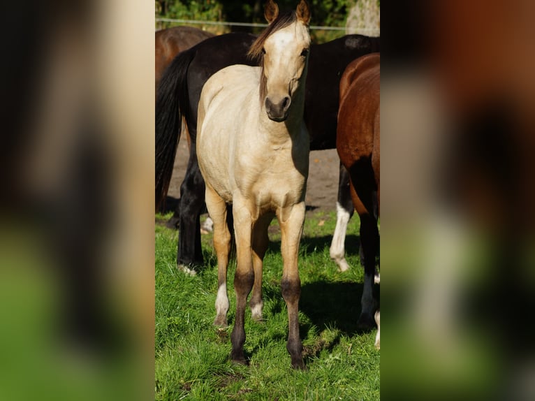 Deutsches Reitpony Hengst 1 Jahr Buckskin in Neuenkirchen-V&#xF6;rden