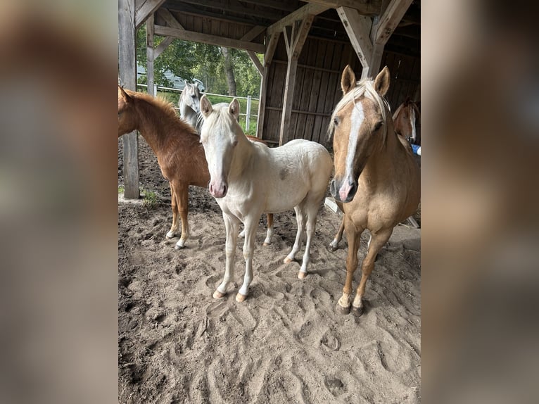 Deutsches Reitpony Hengst 1 Jahr Cremello in Düsedau