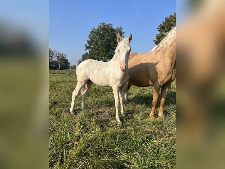 Deutsches Reitpony Hengst 1 Jahr Cremello in Düsedau