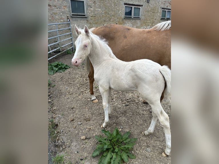 Deutsches Reitpony Hengst 1 Jahr Cremello in Düsedau