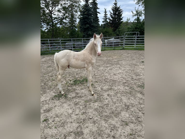 Deutsches Reitpony Hengst 1 Jahr Cremello in Düsedau