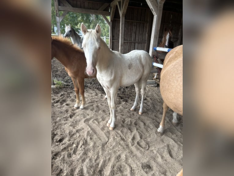 Deutsches Reitpony Hengst 1 Jahr Cremello in Düsedau