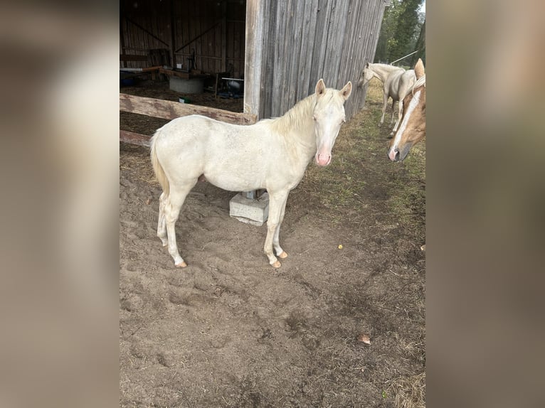 Deutsches Reitpony Hengst 1 Jahr Cremello in Düsedau