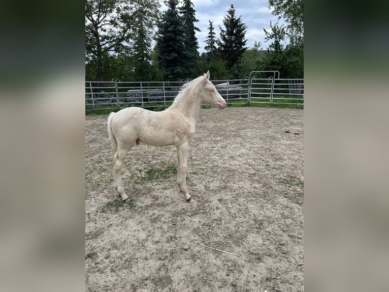 Deutsches Reitpony Hengst 1 Jahr Cremello in Düsedau