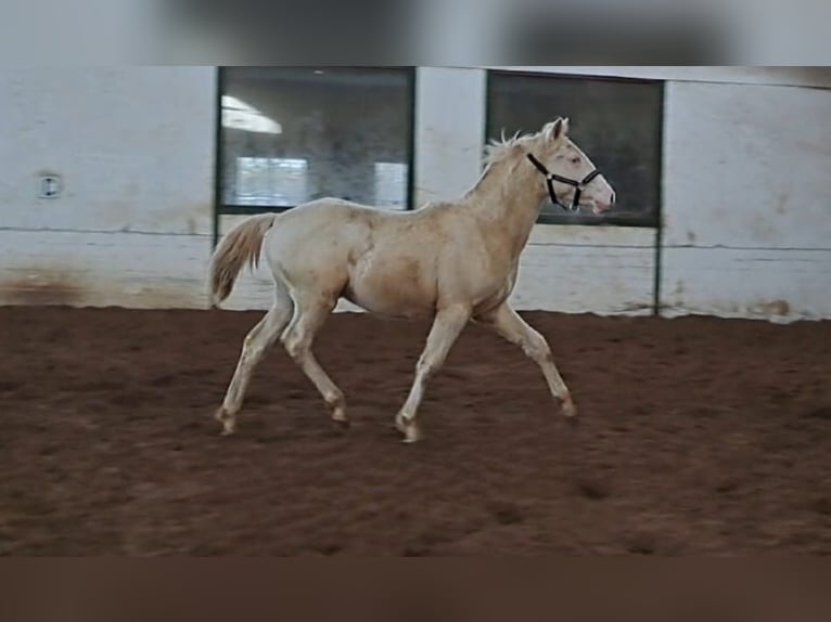 Deutsches Reitpony Hengst 1 Jahr Cremello in Hamburg