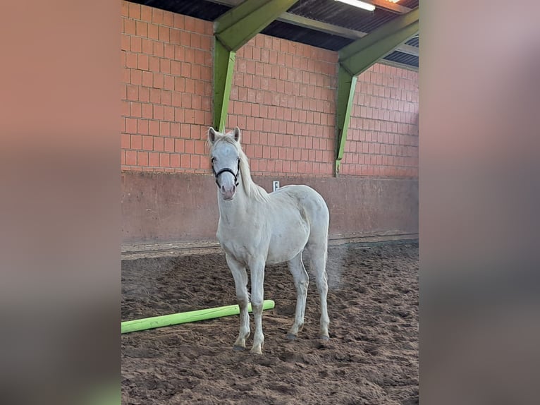 Deutsches Reitpony Hengst 1 Jahr Cremello in Hamburg