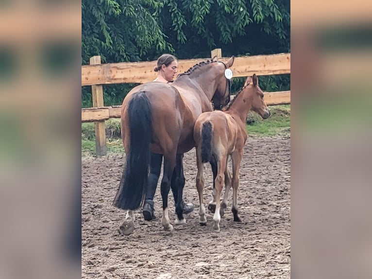 Deutsches Reitpony Hengst 1 Jahr in Spelle