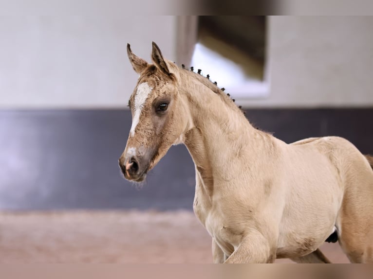 Deutsches Reitpony Hengst 1 Jahr in Kloster Lehnin