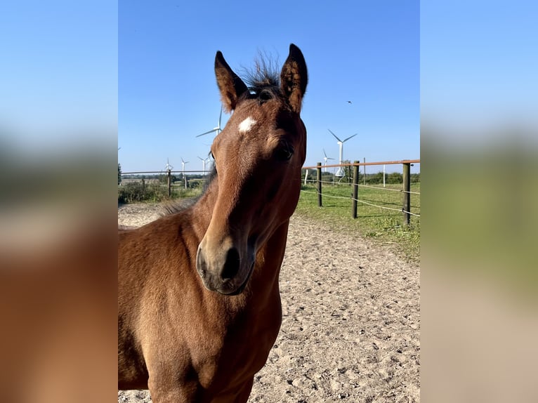 Deutsches Reitpony Hengst 1 Jahr Dunkelbrauner in Neuengörs