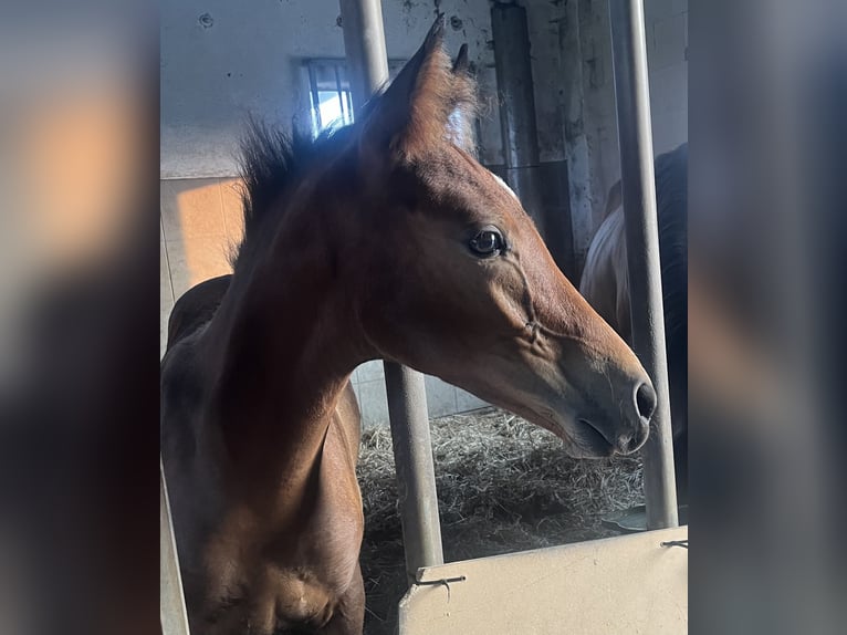 Deutsches Reitpony Hengst 1 Jahr Dunkelbrauner in Neuengörs