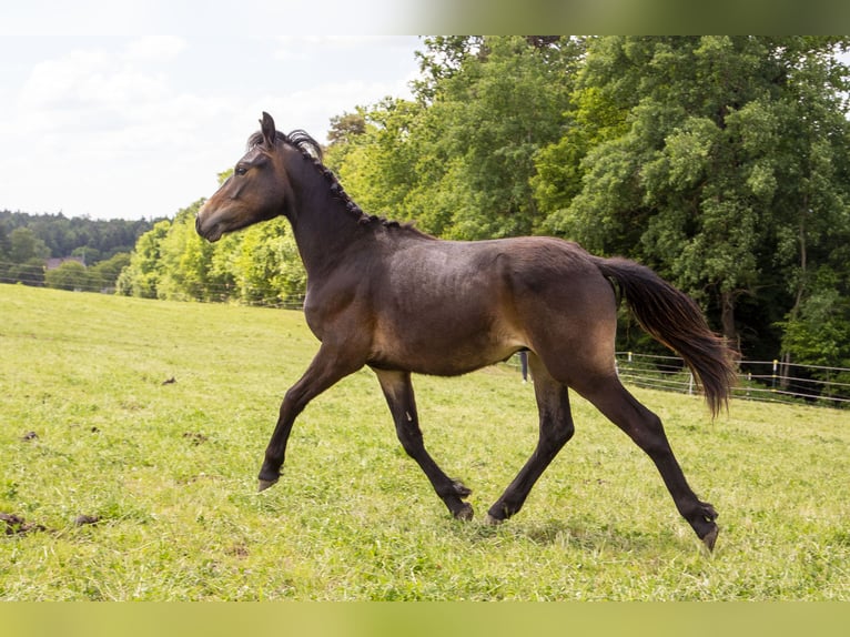 Deutsches Reitpony Mix Hengst 1 Jahr Dunkelbrauner in Wörth an der Donau