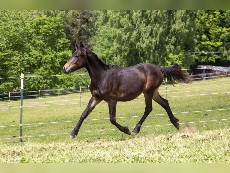 Deutsches Reitpony Mix Hengst 1 Jahr Dunkelbrauner in Wörth an der Donau