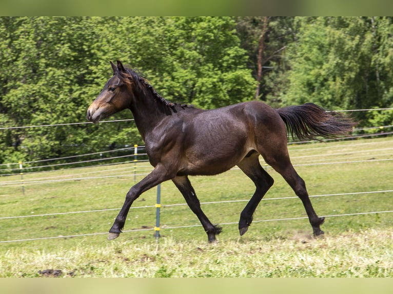 Deutsches Reitpony Mix Hengst 1 Jahr Dunkelbrauner in Wörth an der Donau