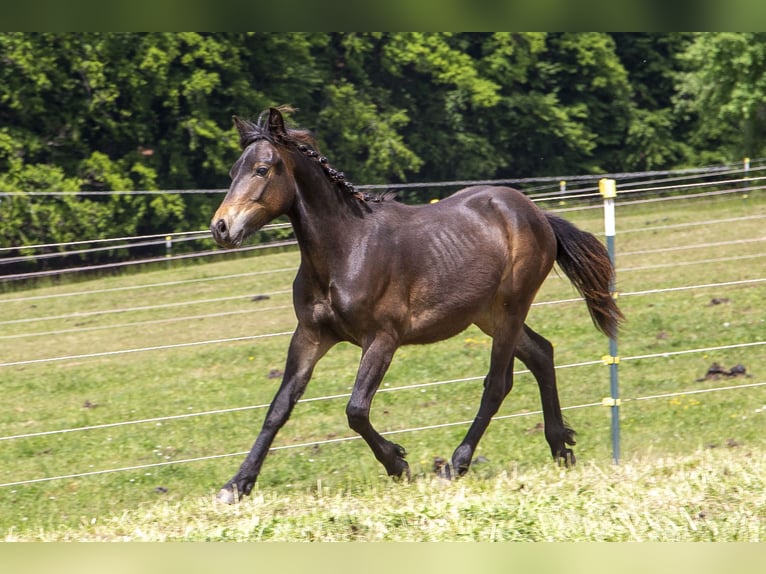 Deutsches Reitpony Mix Hengst 1 Jahr Dunkelbrauner in Wörth an der Donau