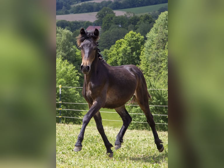 Deutsches Reitpony Mix Hengst 1 Jahr Dunkelbrauner in Wörth an der Donau