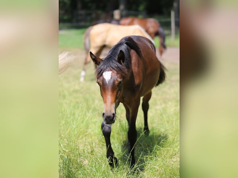 Deutsches Reitpony Hengst 1 Jahr Dunkelbrauner in Neuenkirchen-V&#xF6;rden