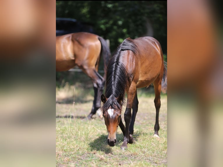 Deutsches Reitpony Hengst 1 Jahr Dunkelbrauner in Neuenkirchen-V&#xF6;rden
