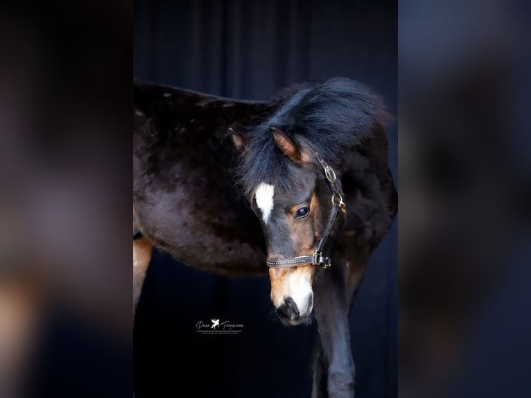 Deutsches Reitpony Hengst 1 Jahr Dunkelbrauner in Neuenkirchen-Vörden