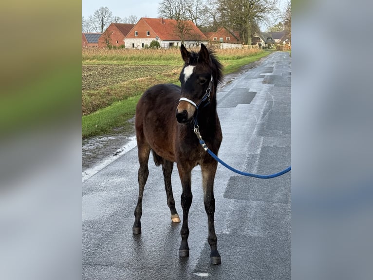 Deutsches Reitpony Hengst 1 Jahr Dunkelbrauner in Neuenkirchen-Vörden