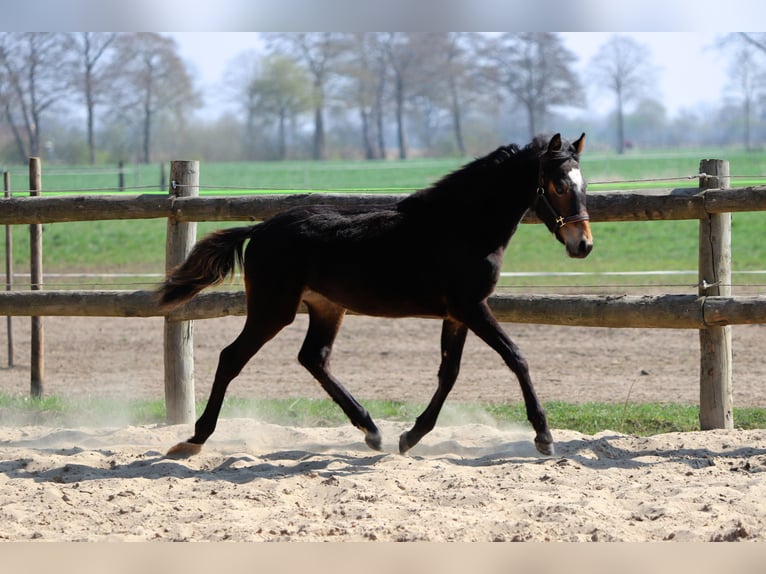 Deutsches Reitpony Hengst 1 Jahr Dunkelbrauner in Neuenkirchen-Vörden