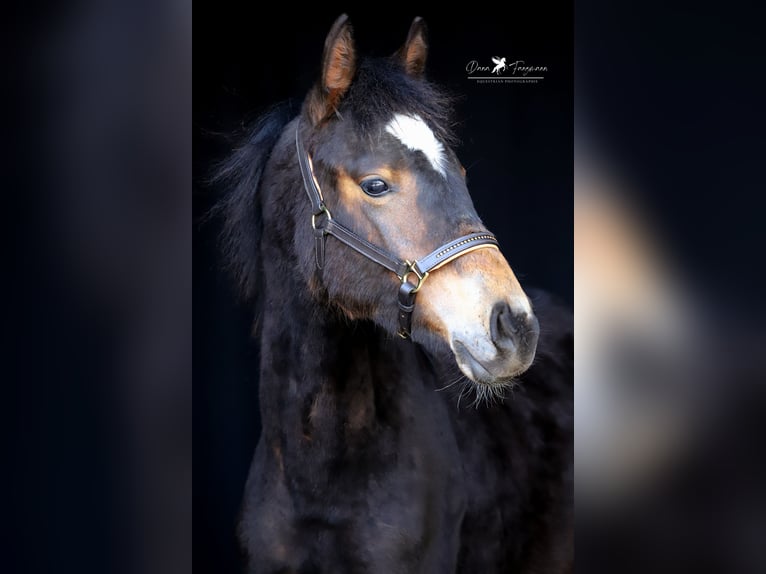 Deutsches Reitpony Hengst 1 Jahr Dunkelbrauner in Neuenkirchen-Vörden