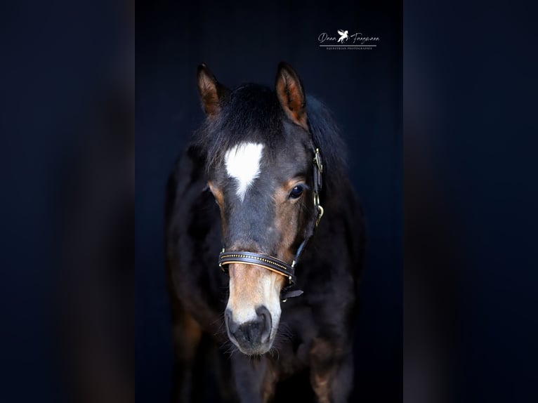 Deutsches Reitpony Hengst 1 Jahr Dunkelbrauner in Neuenkirchen-Vörden