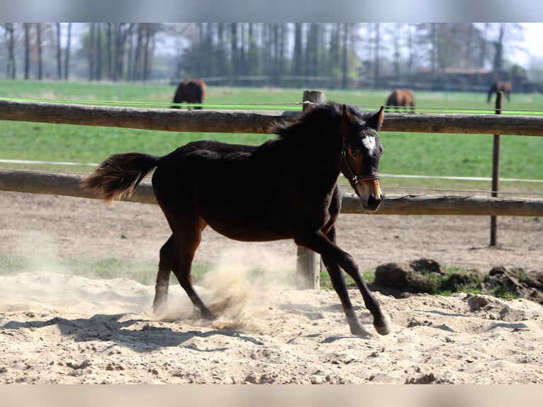 Deutsches Reitpony Hengst 1 Jahr Dunkelbrauner in Neuenkirchen-Vörden
