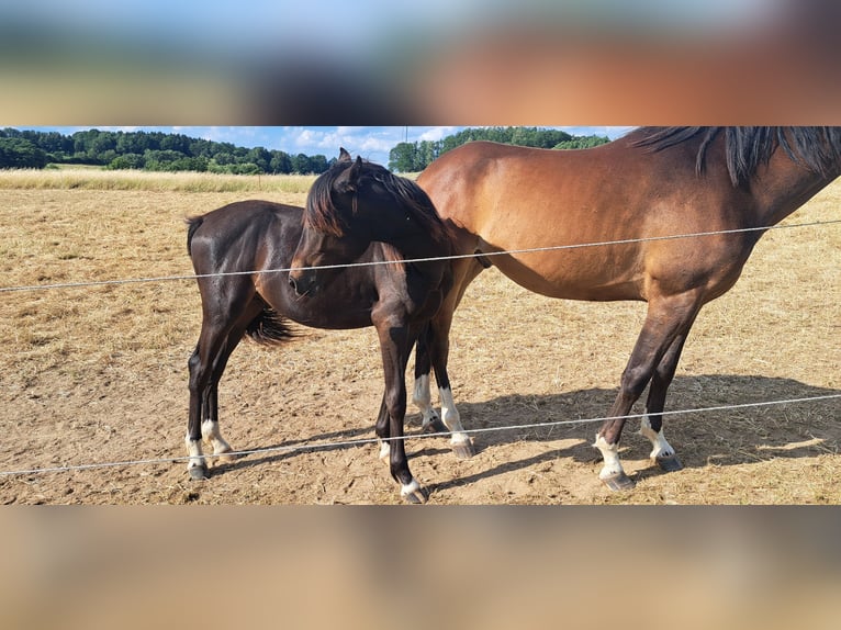 Deutsches Reitpony Hengst 1 Jahr Dunkelbrauner in Amtsberg