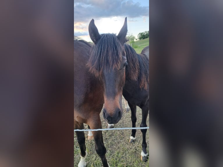 Deutsches Reitpony Hengst 1 Jahr Dunkelbrauner in Amtsberg