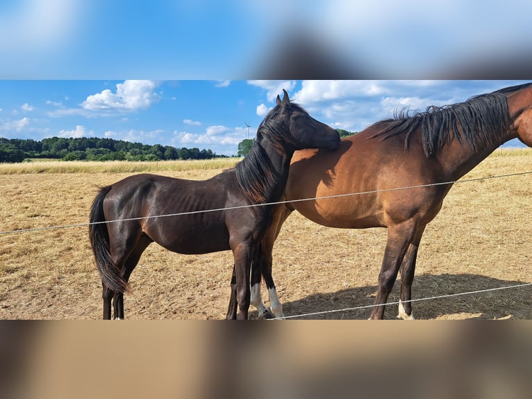 Deutsches Reitpony Hengst 1 Jahr Dunkelbrauner in Amtsberg